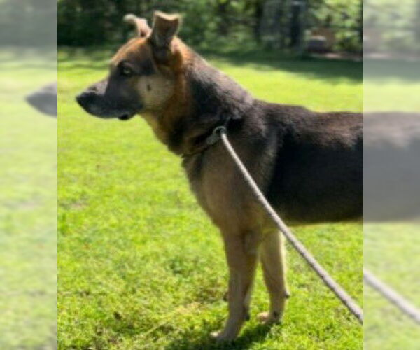 Medium Photo #3 German Shepherd Dog-Unknown Mix Puppy For Sale in Green Forest, AR, USA