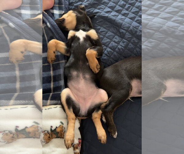 Medium Photo #6 Mutt Puppy For Sale in Brooklyn Center, MN, USA