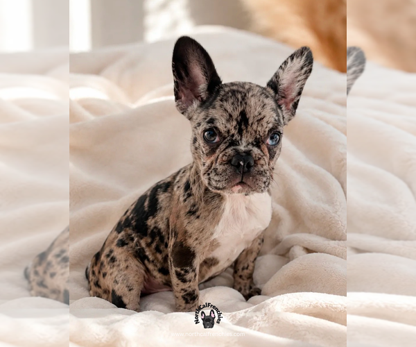 Medium Photo #3 French Bulldog Puppy For Sale in SACRAMENTO, CA, USA