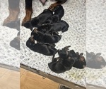Small Photo #5 Doberman Pinscher Puppy For Sale in KERNERSVILLE, NC, USA