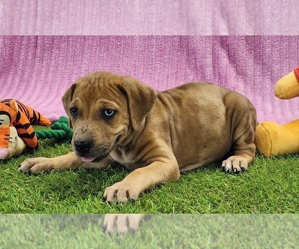Medium Photo #11 Catahoula Leopard Dog Puppy For Sale in CUMBY, TX, USA