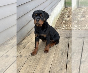 Rottweiler Puppy for sale in COLCHESTER, CT, USA
