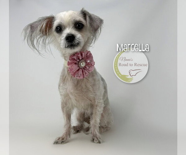 Medium Photo #1 Maltese-Unknown Mix Puppy For Sale in Benton, LA, USA
