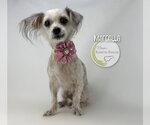 Small Maltese Mix