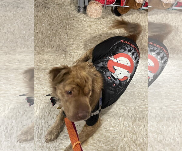 Medium Photo #2 Australian Shepherd-Unknown Mix Puppy For Sale in Woodland, CA, USA