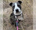 Small American Staffordshire Terrier