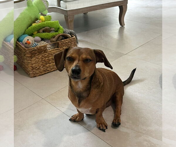 Medium Photo #4 Dachshund Puppy For Sale in Weston, FL, USA