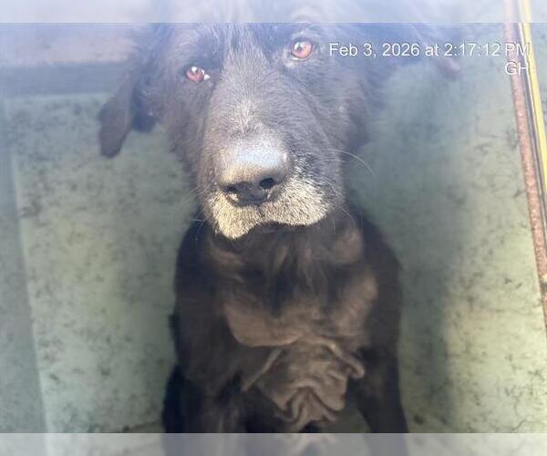 Medium Photo #1 German Shepherd Dog-Unknown Mix Puppy For Sale in Ocala, FL, USA