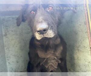 German Shepherd Dog-Unknown Mix Dogs for adoption in Ocala, FL, USA