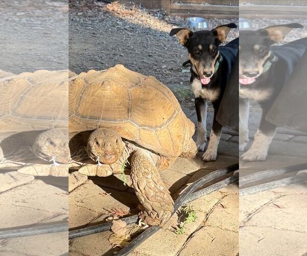 Medium Photo #5 Mutt Puppy For Sale in Davis, CA, USA