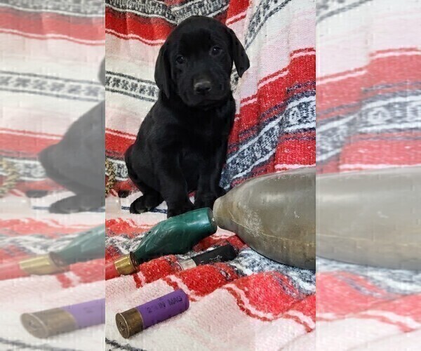Medium Photo #3 Labrador Retriever Puppy For Sale in MERIDEN, KS, USA