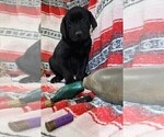 Small #2 Labrador Retriever