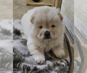 Chow Chow Puppy for sale in CHARLOTTE, NC, USA