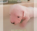 Small Photo #31 Dogo Argentino Puppy For Sale in JANE, MO, USA