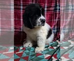 Small #5 Newfoundland