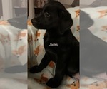 Small Photo #8 Labrador Retriever Puppy For Sale in SPOTSYLVANIA, VA, USA
