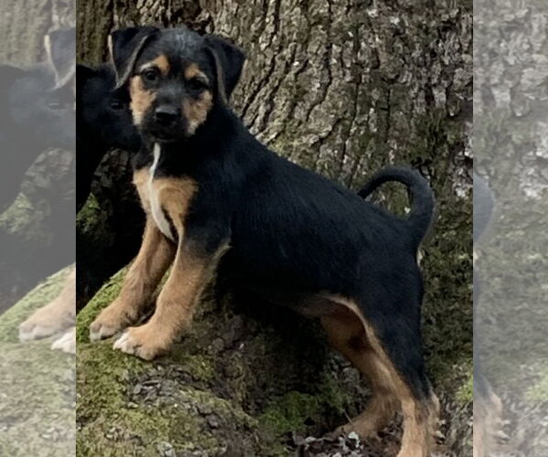 Medium Photo #6 Mutt Puppy For Sale in Rockaway, NJ, USA