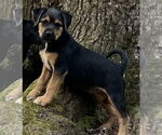 Small #5 Mutt