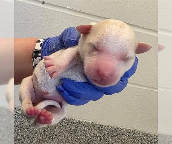 Medium Photo #1 American Staffordshire Terrier-Unknown Mix Puppy For Sale in Houston, TX, USA