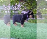 Small #9 French Bulldog