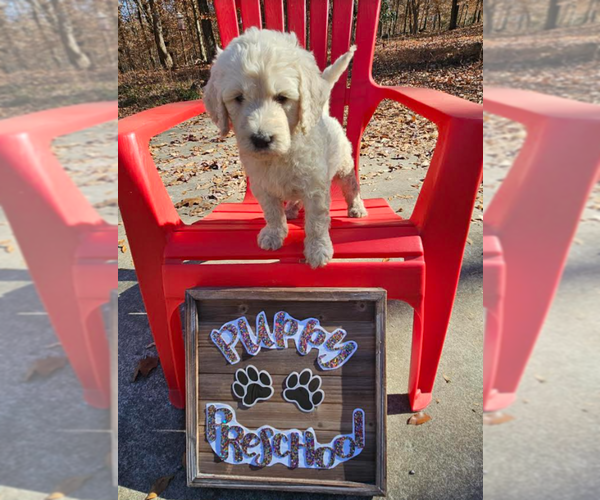 Medium Photo #10 Goldendoodle Puppy For Sale in ATHENS, TN, USA