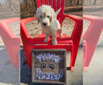 Small Photo #10 Goldendoodle Puppy For Sale in ATHENS, TN, USA