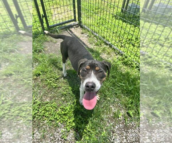 Medium Photo #2 Mutt Puppy For Sale in Abbeville, LA, USA