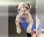 Small #1 English Bulldog