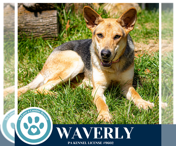 Medium Photo #10 German Shepherd Dog-Unknown Mix Puppy For Sale in Kimberton, PA, USA