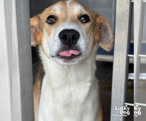 Retriever -Unknown Mix Dogs for adoption in Washington, DC, USA
