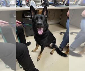 German Shepherd Dog Dogs for adoption in Center Township, PA, USA