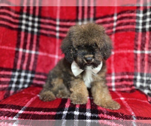 Medium Photo #6 Cockapoo (Miniature) Puppy For Sale in LAKELAND, FL, USA