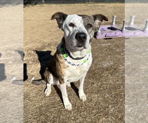 Medium Photo #7 Mutt Puppy For Sale in Evansville, IN, USA