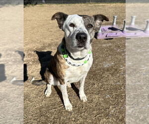 Grace - Female Mutt Dog for Adoption - Photo #7