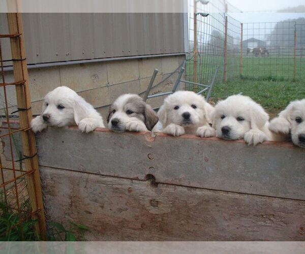 Medium Photo #1 Great Pyrenees Puppy For Sale in BETHLEHEM, CT, USA