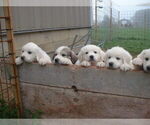 Small Great Pyrenees