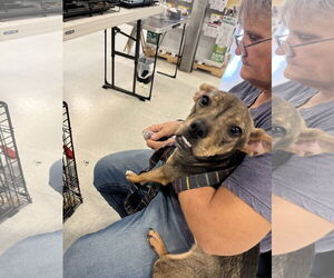 Pickle - Male Chipin Dog for Adoption - Photo #4