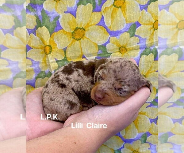 Medium Photo #1 Dachshund Puppy For Sale in WINNSBORO, LA, USA