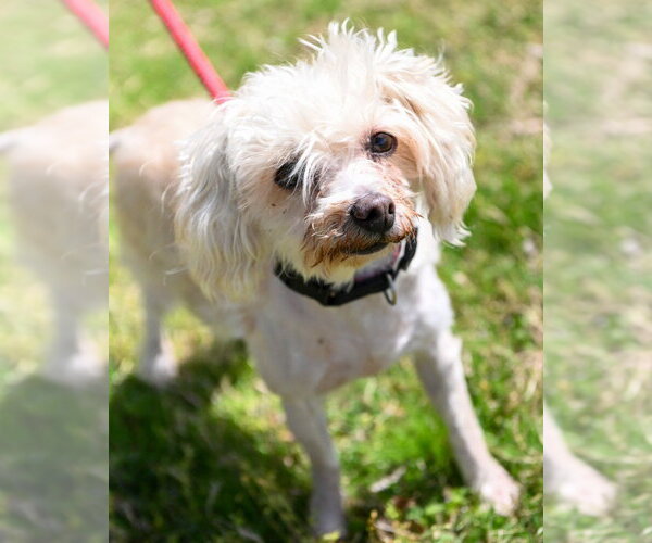 Medium Photo #3 Mutt Puppy For Sale in Glen Allen, VA, USA