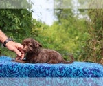 Small #14 Poodle (Toy)-YorkiePoo Mix