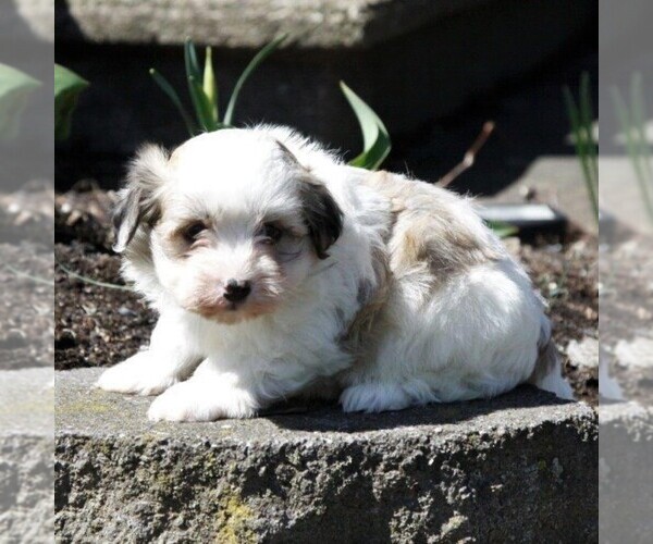 Medium Photo #1 Havanese Puppy For Sale in DANVILLE, PA, USA