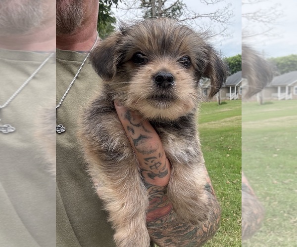 Medium Photo #12 Yorkshire Terrier Puppy For Sale in NEWTON, NC, USA