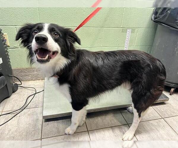 Medium Photo #1 Border Collie-Unknown Mix Puppy For Sale in Grand Prairie, TX, USA