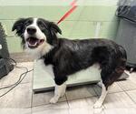 Small Border Collie Mix