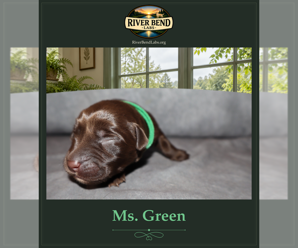 Medium Photo #1 Labrador Retriever Puppy For Sale in WHITNEY, TX, USA