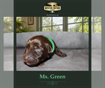 Puppy 5 Labrador Retriever