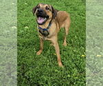 Small #2 Shepradors