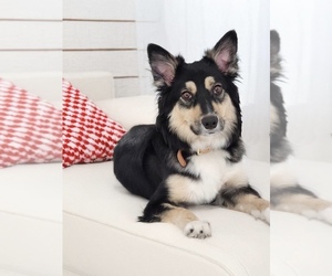 Mother of the Australian Shepherd puppies born on 08/16/2025