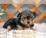Small #2 Yorkshire Terrier