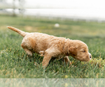 Small Photo #19 Goldendoodle Puppy For Sale in FREDERICA, DE, USA